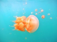 Ubur-ubur tanpa sengat atau stingless Jellyfish. Ubur-ubur tanpa sengat atau stingless Jellyfish.