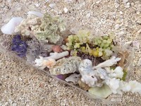 Kerang-kerang cantik di Pantai Cukoh Kerang-kerang cantik di Pantai Cukoh