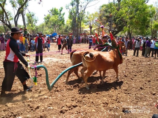 Kontes Kecantikan Sapi di Madura