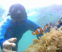 Hai Nemo, Apa Kabar Hai Nemo, Apa Kabar