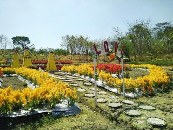 Taman Bunga Celosia Ragil Kuning Simo Boyolali Wisata Baru