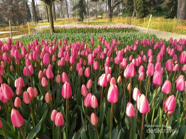 Melihat Indahnya Tulip Di Negara Asalnya