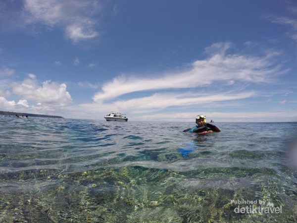 Harus Coba Berenang Dengan Ubur Ubur Di Kaltim