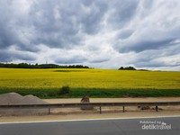 Ladang Canola di sepanjang perjalanan Ladang Canola di sepanjang perjalanan