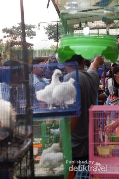 Asyik Ada Aneka Flora Dan Fauna Di Lapangan Banteng