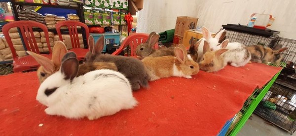 Pameran Flora Dan Fauna Di Lapangan Banteng Ada Apa Saja