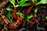 Nepenthes gymnamphora, salah satu tanaman pemakan serangga (carnivorous plants) endemik jawa yang bisa ditemui di dasar hutan di rimbunan kanopi hutan hujan tropis di kawasan Taman Nasional Gunung Halimun Salak. Nepenthes gymnamphora, salah satu tanaman pemakan serangga (carnivorous plants) endemik jawa yang bisa ditemui di dasar hutan di rimbunan kanopi hutan hujan tropis di kawasan Taman Nasional Gunung Halimun Salak.