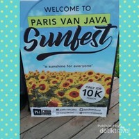 Bunga Matahari yang Viral di Bandung Bunga Matahari yang Viral di Bandung