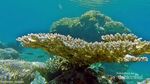 Surga Snorkling Ini Bernama Balablakang