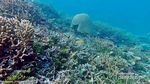 Surga Snorkling Ini Bernama Balablakang