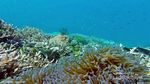 Surga Snorkling Ini Bernama Balablakang