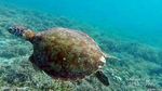 Surga Snorkling Ini Bernama Balablakang