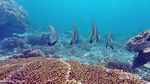 Surga Snorkling Ini Bernama Balablakang