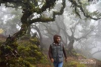 Hutan bonsai yang berumur sekitar ratusan tahun Hutan bonsai yang berumur sekitar ratusan tahun