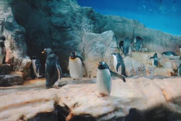 Potret Hewan Hewan Eksotis Di Aquarium Osaka