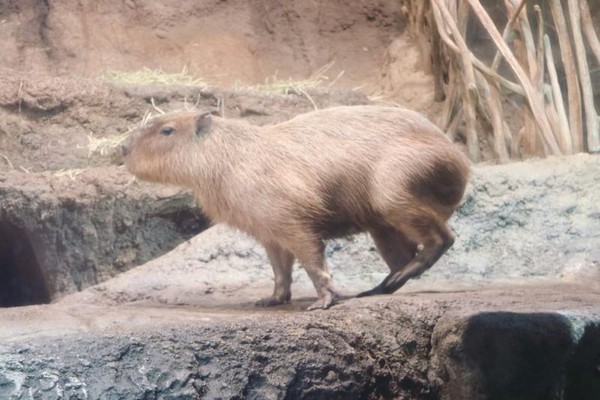 Potret Hewan Hewan Eksotis Di Aquarium Osaka