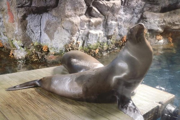 Potret Hewan Hewan Eksotis Di Aquarium Osaka