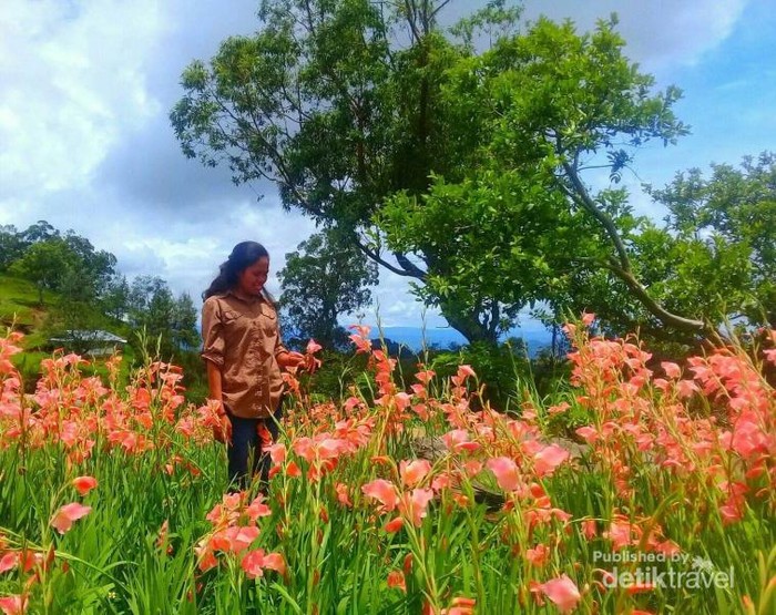 Mekarnya bunga gladiol di Timor Tengah Selatan
