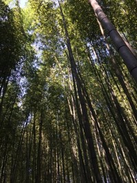Betuk batang pohon bambu Arashiyama Betuk batang pohon bambu Arashiyama