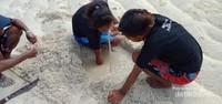 Masyarakat Kampung Dorekhar, Distrik Ayau sedang menggali pasir putih mencari insonem/cacing laut Masyarakat Kampung Dorekhar, Distrik Ayau sedang menggali pasir putih mencari insonem/cacing laut