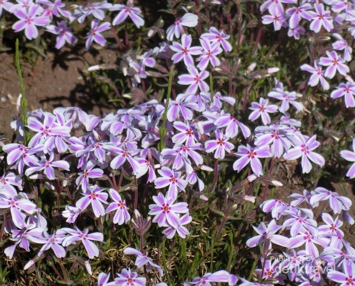 Shibazakura nan cantik.