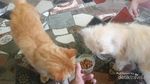 Gemasnya, Main Bersama Kucing Persia di Floating Market