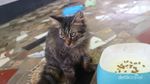 Gemasnya, Main Bersama Kucing Persia di Floating Market