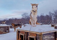 Husky Farm yang berisi puluhan anjing husky untuk Husky ride Husky Farm yang berisi puluhan anjing husky untuk Husky ride