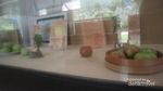 Mengenal Dunia Perkebunan di Museum? Bisa Kok