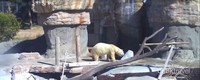 San Diego Zoo (sumber: Live Cam San Diego Zoo) San Diego Zoo (sumber: Live Cam San Diego Zoo)