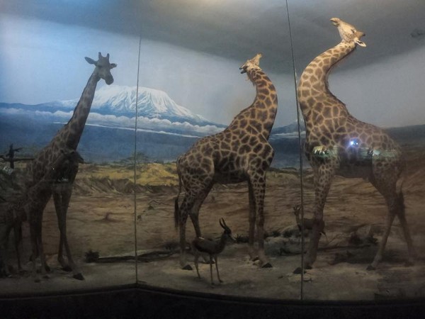 Koleksi museum juga dilengkapi penjelasan lengkap tentang nama hewan dan habitat aslinya
