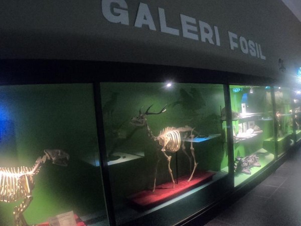 Terdapat galeri fosil dari aneka hewan dari berbagai belahan dunia