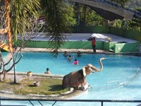 Anak-anak asik berenang di pai hari. Anak-anak asik berenang di pai hari.