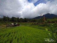 Hijaunya padi yang sedang tumbuh di persawahan Jatiluwih. Hijaunya padi yang sedang tumbuh di persawahan Jatiluwih.