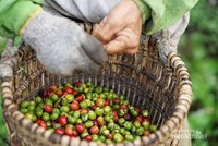 Proses pemetikan biji kopi foto by @endangguntorcangggu Proses pemetikan biji kopi foto by @endangguntorcangggu