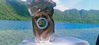 Akar Mangalik, ramuan tradisional dari Teluk Mayalibit Akar Mangalik, ramuan tradisional dari Teluk Mayalibit