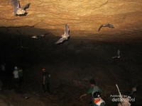 Ratusan Kelelawar yang Berterbangan Ratusan Kelelawar yang Berterbangan