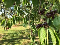 Buah kersen rasanya manis dan sedikit asam segar. Buah kersen rasanya manis dan sedikit asam segar.