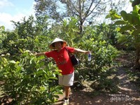 Di tengah perkebunan buah masyarakat pedalaman Can Tho Di tengah perkebunan buah masyarakat pedalaman Can Tho
