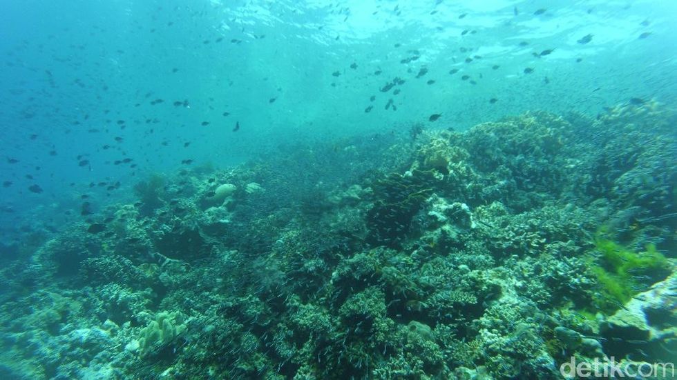 Cantiknya Wakatobi Cantiknya Wakatobi