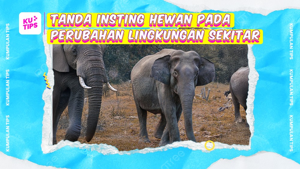 KuTips: Insting Hewan pada Perubahan Lingkungan
