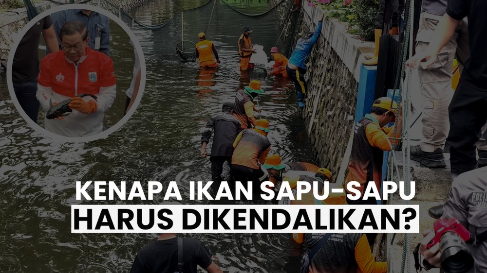 Alasan Ikan Sapu-sapu di DKI Harus Dikendalikan