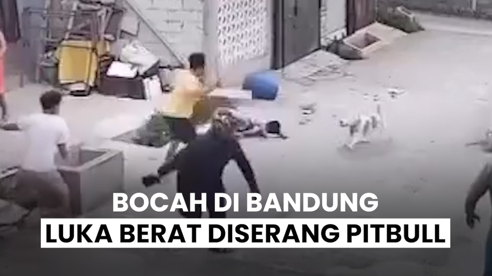 Bocah Diserang Pitbull
