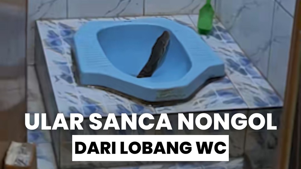 Ular Nongol dari Lobang WC