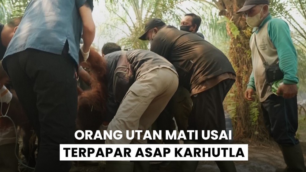 Orang Utan Sempurna Mati