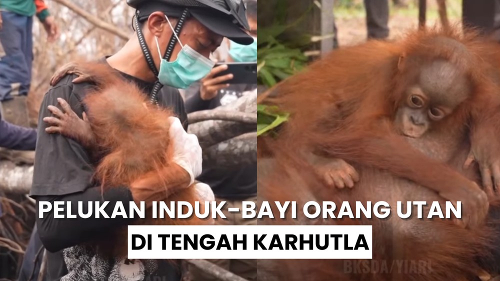 Pelukan Induk-Bayi Orang Utan di Tengah Karhutla