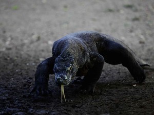 Gagal Ketemu Komodo, Rombongan Turis Eropa Kecewa Berat