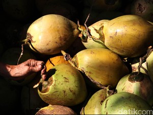 Luas Kebun Kelapa RI Diperkirakan Bertambah, Pangsa Pasarnya China-Malaysia