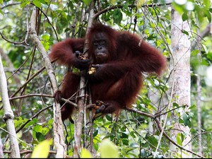 Aksi Kembali yang Bikin Gempar Kebun Binatang