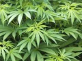 Penanaman Ganja Marak, California Terancam Kekeringan